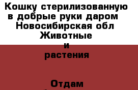 Кошку стерилизованную в добрые руки даром - Новосибирская обл. Животные и растения » Отдам бесплатно   